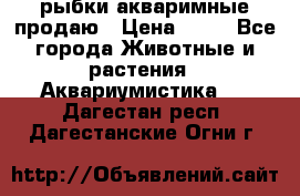 рыбки акваримные продаю › Цена ­ 30 - Все города Животные и растения » Аквариумистика   . Дагестан респ.,Дагестанские Огни г.